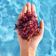 Iroha Nourishing Aftersun Face Sheet Mask thumbnail 2